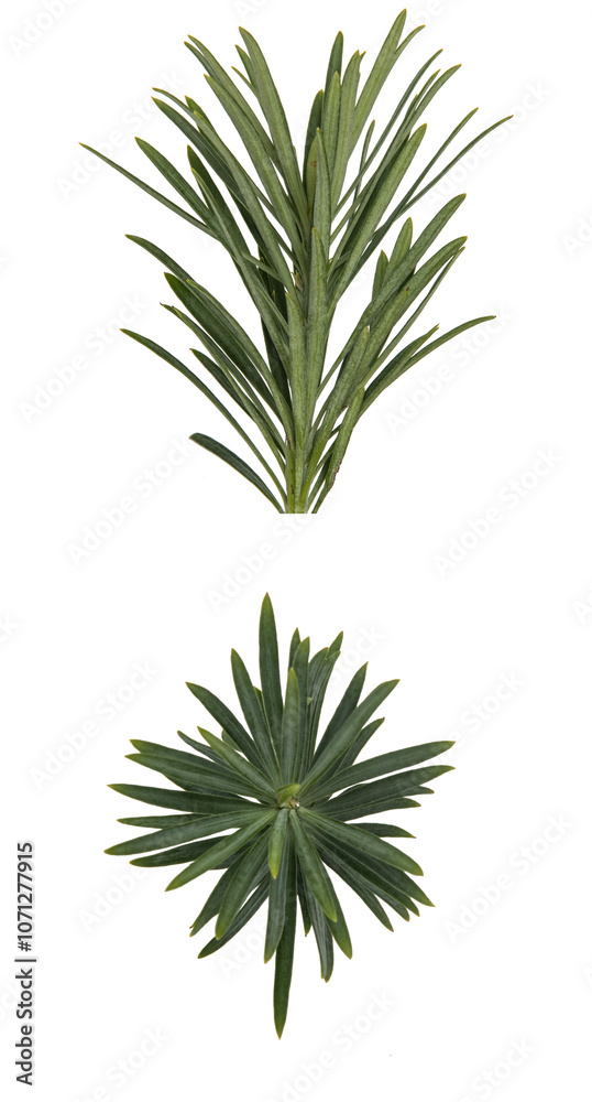 Fototapeta premium An ornamental type of Podocarpus
