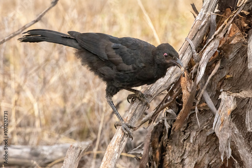 White-winged Chough (Corcorax melanorhamphos) perched on a branch. A large, almost completely black bird with a curved beak, a red eye and a large white wing patch which can be seen in flight.