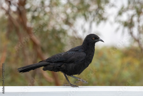 White-winged Chough (Corcorax melanorhamphos) perched on a branch. A large, almost completely black bird with a curved beak, a red eye and a large white wing patch which can be seen in flight.