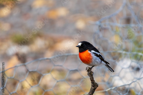 A male Scarlet Robin (Petroica boodang) 