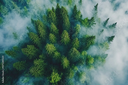 Aerial drone forest survey photograph, top down bird's eye view, woodland trees background, surveying landscape trees