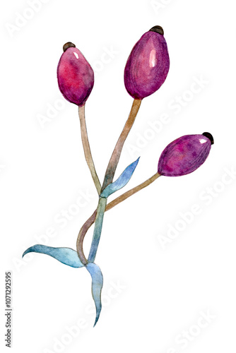 Watercolor flower bud png botnaical illustration photo