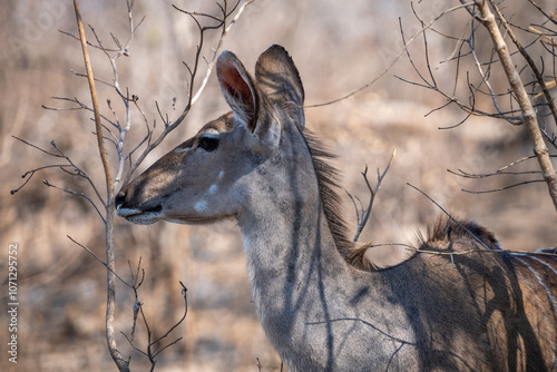 The greater kudu (Tragelaphus strepsiceros) is a large woodland antelope, found throughout eastern and southern Africa.  photo