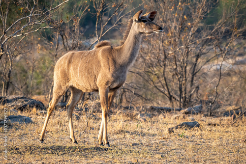 The greater kudu (Tragelaphus strepsiceros) is a large woodland antelope, found throughout eastern and southern Africa.  photo