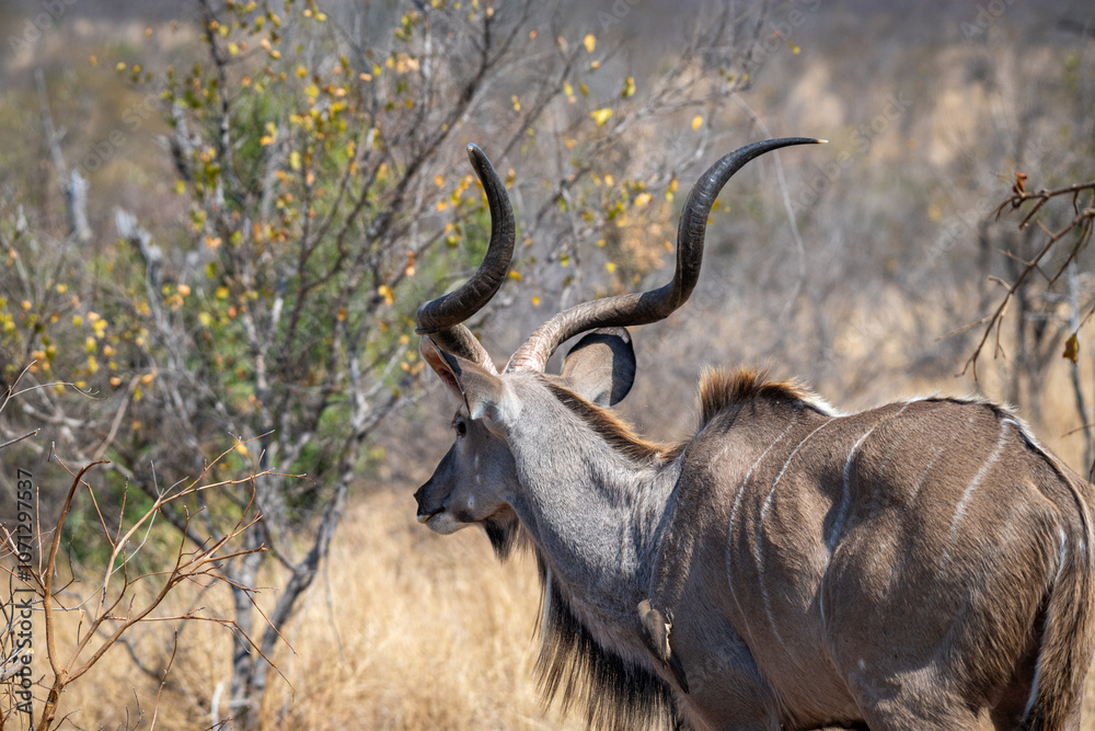 The greater kudu (Tragelaphus strepsiceros) is a large woodland antelope, found throughout eastern and southern Africa. The greater kudu (Tragelaphus strepsiceros) is a large woodland antelope, found throughout eastern and southern Africa.