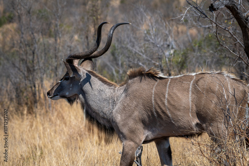 The greater kudu (Tragelaphus strepsiceros) is a large woodland antelope, found throughout eastern and southern Africa.  photo