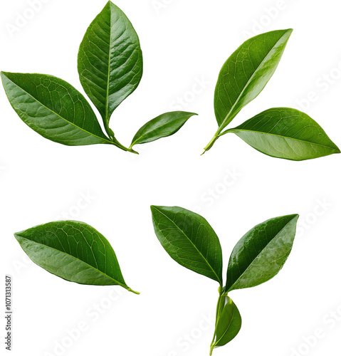 Green leaves isolated on transparent background. PNG