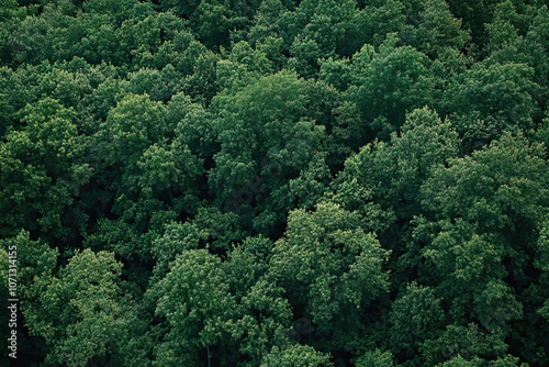 Aerial drone forest survey photograph, top down bird's eye view, woodland trees background, surveying landscape trees