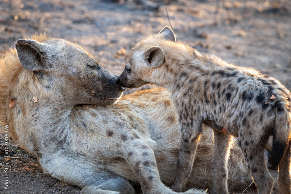 The spotted hyena is a highly successful animal, being the most common large carnivore in Africa. Its success is due in part to its adaptability and opportunism; it is primarily a hunter but may also The spotted hyena is a highly successful animal, being the most common large carnivore in Africa. Its success is due in part to its adaptability and opportunism; it is primarily a hunter but may also