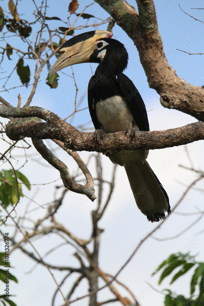 Sri Lankan Birds Of in Yala National Park, Sri Lanka Sri Lankan Birds Of in Yala National Park, Sri Lanka