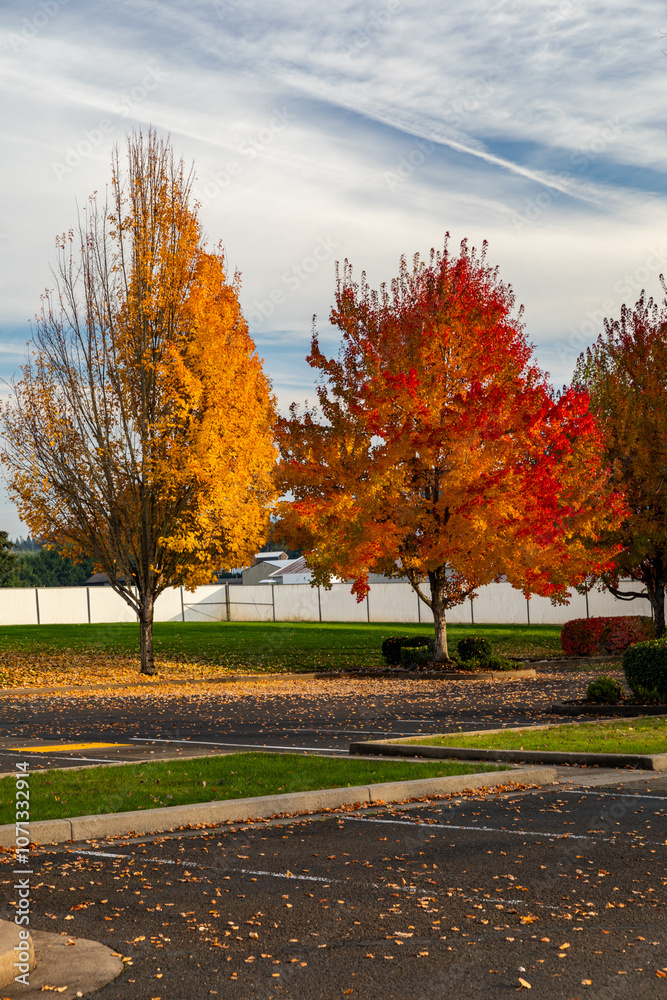 Naklejka premium Beautiful fall autumn scenery with blue sky nice feathered clouds, yellow orange red trees captured from an empty parking lot. High quality picture for download