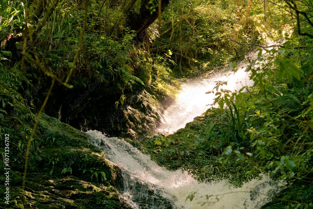 Ross Creek Waterfall at Woodhaugh: Scenic Waterfall in New Zealand Ross Creek Waterfall at Woodhaugh: Scenic Waterfall in New Zealand