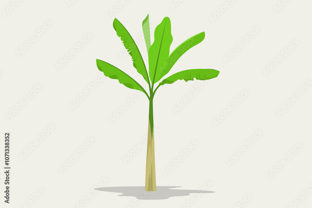 Fototapeta premium Green banana tree single vector