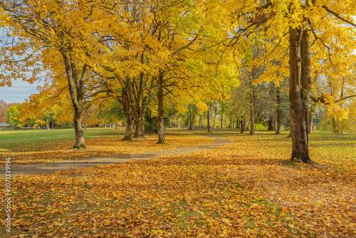 Golden Autumn in a park Troutdale Oregon. photo