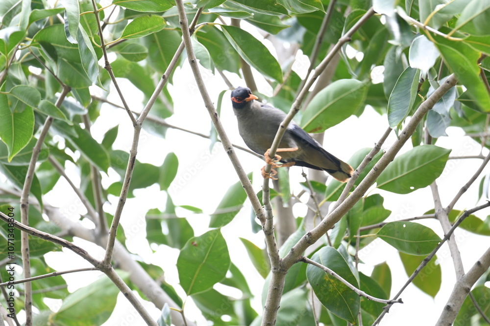 Indian Myna Birds on the tree branch. Its other names Common myna and mynah. This is a bird of the starling family Sturnidae. This is a group of passerine birds which are especially India. Indian Myna Birds on the tree branch. Its other names Common myna and mynah. This is a bird of the starling family Sturnidae. This is a group of passerine birds which are especially India.
