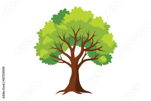 beech tree vector illustration with white background