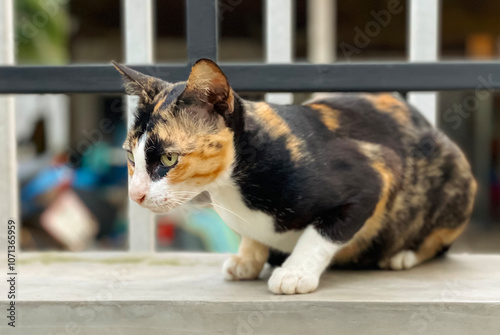 A tricolor cat sits on a fence.