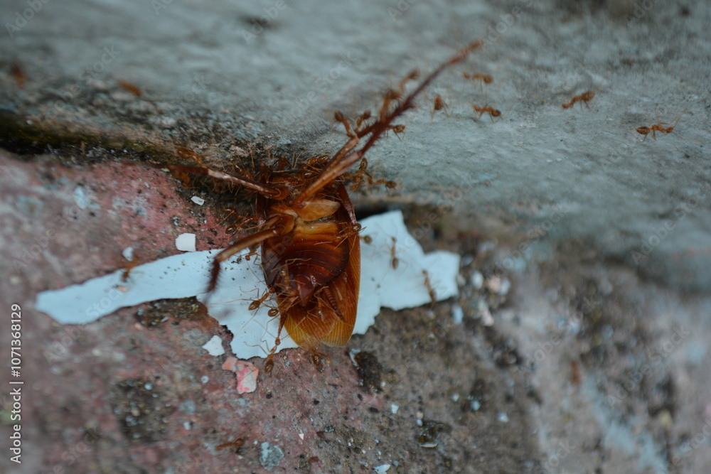 dead cockroach on the ground dead cockroach on the ground