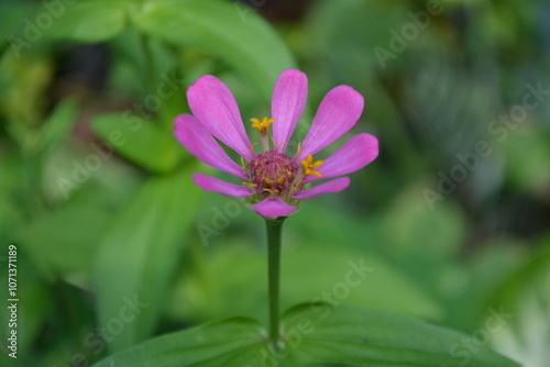 Beautiful zinnia flower