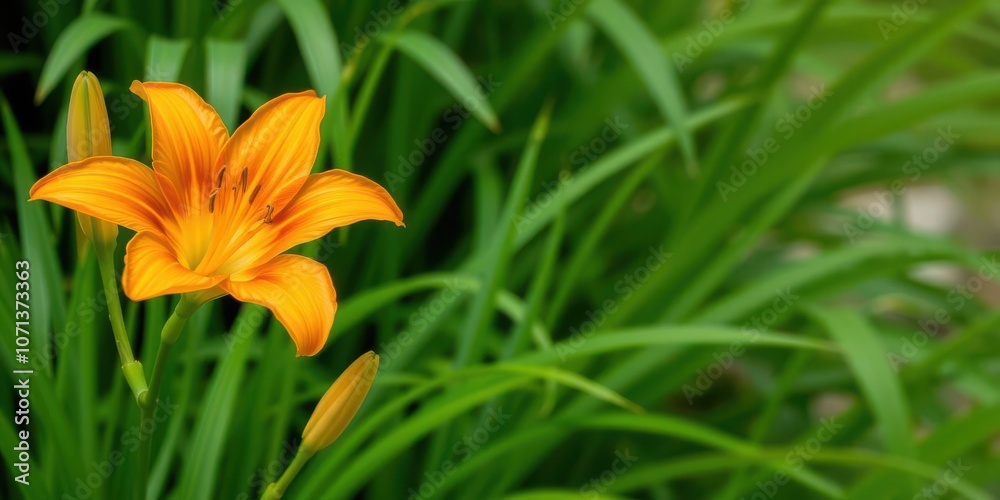 Obraz premium Vibrant orange lily with delicate petals standing out against lush green foliage, botany