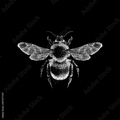 Forest Cuckoo Bumblebee hand drawing vector isolated on black background. photo