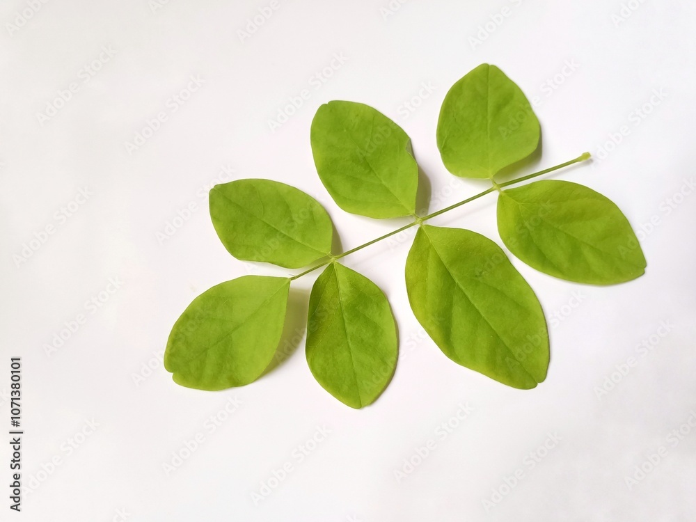 Obraz premium Fresh Green Leaves of butterfly peaflower on a White Background