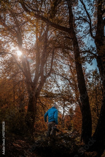 Man stands admiring nature in sunlightautumn long trees with sunight, vertical shot photo