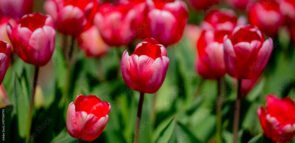 Blossom spring. Bunch of tulips. Close up spring flowers. Amazing tulips blooming in garden. Tulip flower plants landscape. Spring blossom background. Blossom spring. Bunch of tulips. Close up spring flowers. Amazing tulips blooming in garden. Tulip flower plants landscape. Spring blossom background.