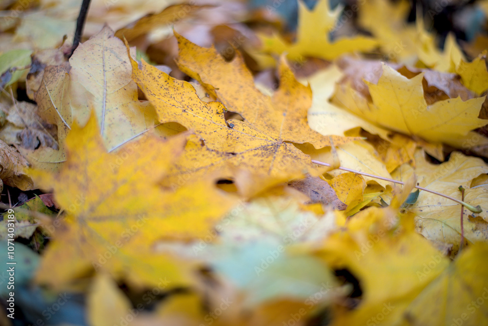 Fallen yellow maple leaves on the ground.