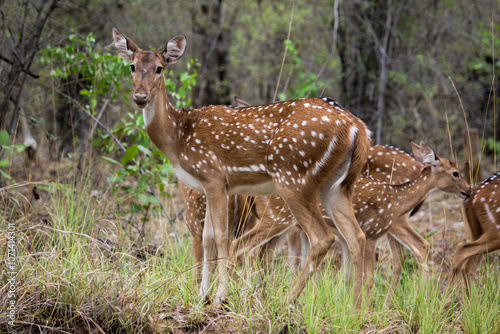 spotted deer in grass