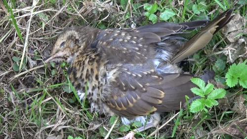 Carrion beetles Nicrophorus vespilloides scavenge the body of a dead thrush

