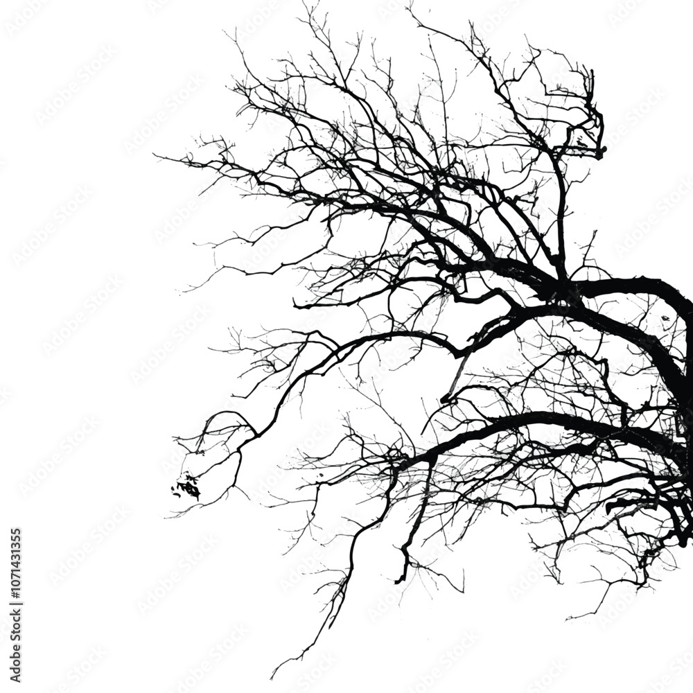 Fototapeta premium Silhouette of bare tree with branches isolated on white. Black and white vector illustration 