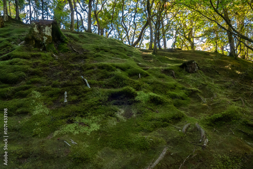 Green moss with tree in the mountains