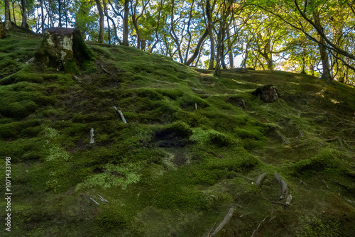 Obraz na płótnie Green moss with tree in the mountains w salonie