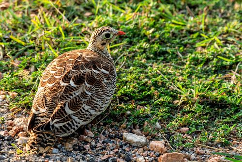 Painted Sandgrouse at Daroji wildlife sanctuary photo