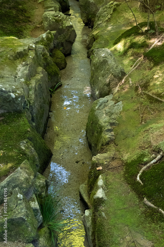 Stream in the forest