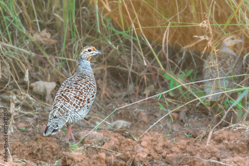 Grey Francolin at Daroji Wildlife sanctuary photo