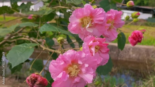Swaying hibiscus in wind  Abstract natural HD video background.Hibiscuses flower blooms with village house and paddy field background photo