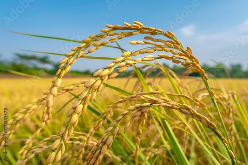 Golden Rice Field Under Clear Blue Sky