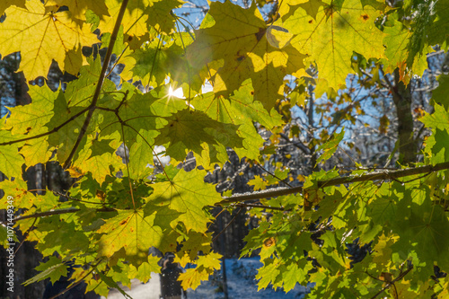 Yellow and green maple leaves through which the autumn sun shines