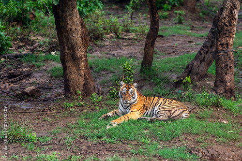 wild bengal male tiger or panthera tigris sitting full face and eye contact in natural green background winter season evening safari sariska national park forest tiger reserve alwar rajasthan india photo