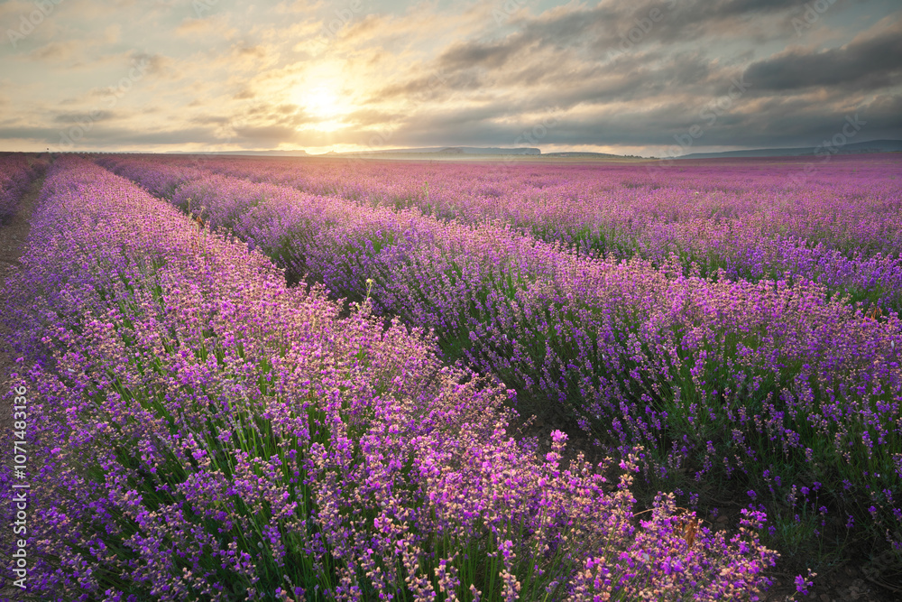 Fototapeta premium Meadow of lavender at sunrise.
