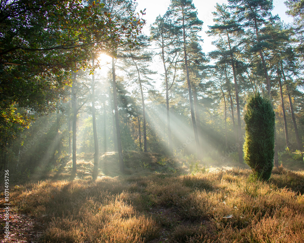 Fototapeta premium Sonnenstrahlen fallen durch Baumkronen auf eine Lichtung im Wald mit Heidekraut. Foto aufgenommen in Deutschland, NRW, Heiden