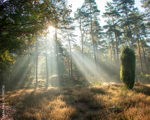 Sonnenstrahlen fallen durch Baumkronen auf eine Lichtung im Wald mit Heidekraut. Foto aufgenommen in Deutschland, NRW, Heiden photo