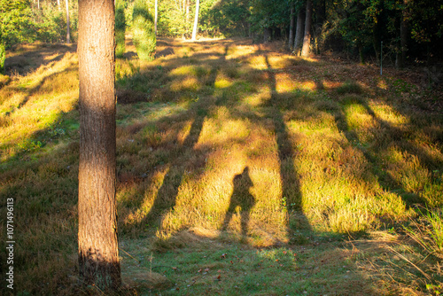 Schattenfigur zwischen dem Schatten zweier Bäume mit Blick auf einr sonnige Wiese mit Heudekraut. Foto aufgenommen in Deutschland, NRW, Heiden photo