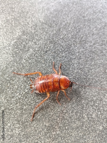 The Turkestan cockroach is primarily an outdoor insect, not known as an aggressive indoor pest, 
