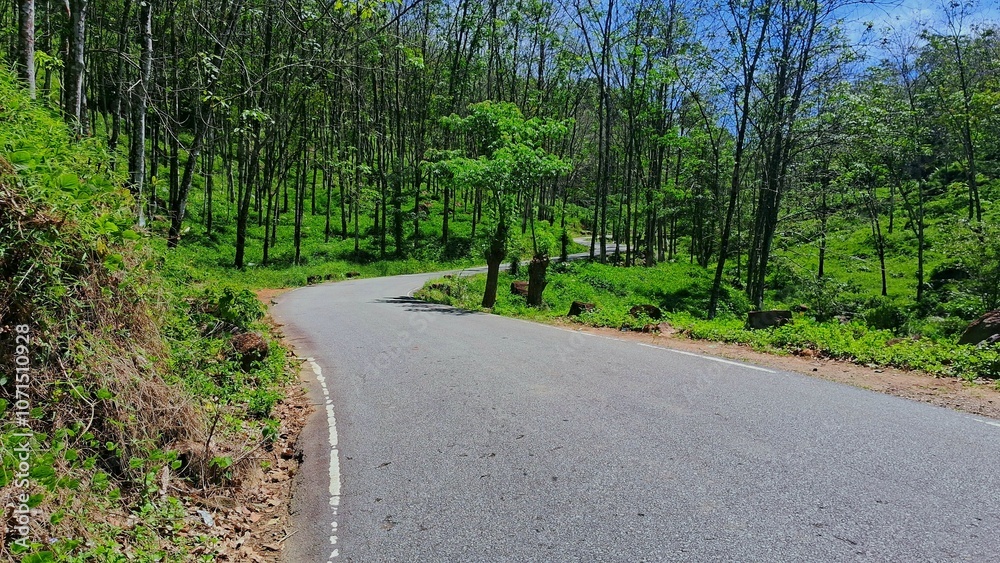Fototapeta premium The road through the rubber plantation