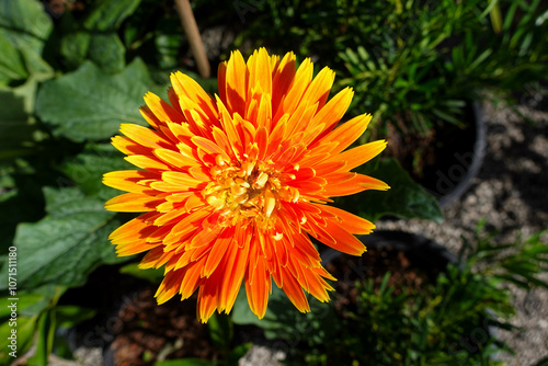 Bright Orange Gerbera Flower Closeup in Garden.