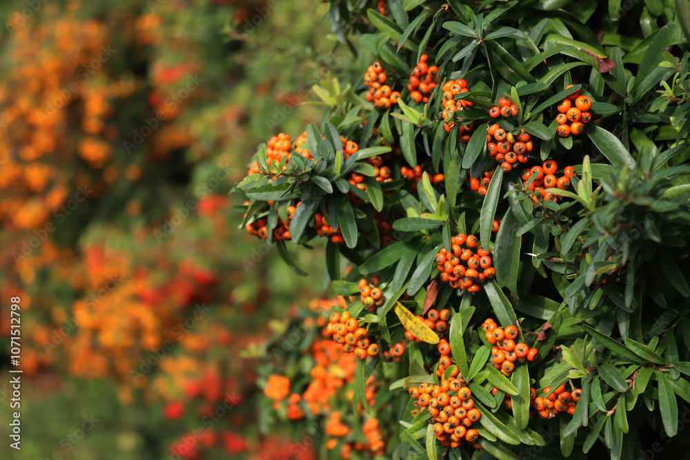 Fototapeta premium Pyracantha koidzumii commonly known as Formosa firethorn or Taiwan firethorn with many orange berries