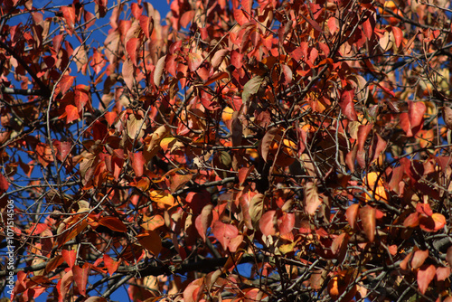 Persimmon tree with Persimmon ripe fruits red and orange leaves on branches. Diospyros kaki on late autumn season